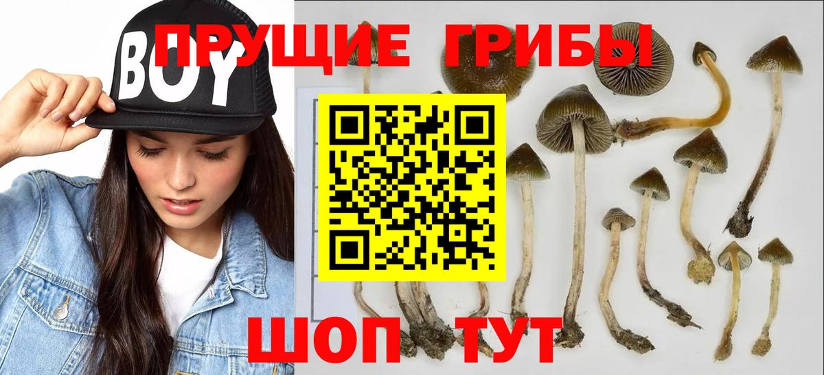 Псилоцибиновые грибы Psilocybine cubensis Алексеевка